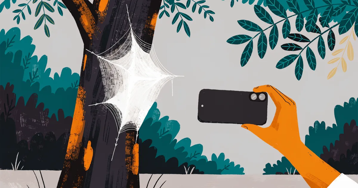Eiche im Park mit weißem Gespinstnest, eine Hand fotografiert mit dem Handy