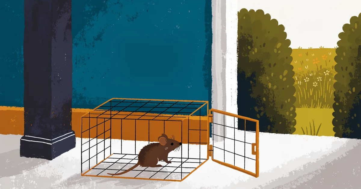 Drahtkäfig-Lebendfalle mit Maus auf einem Kellerboden, geöffnete Tür zur Hecke hin