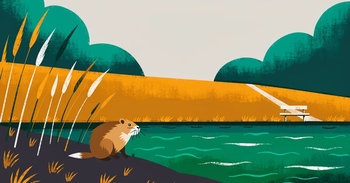 Flussufer mit Schilf, eine Nutria am Wasser, Deichweg im Hintergrund