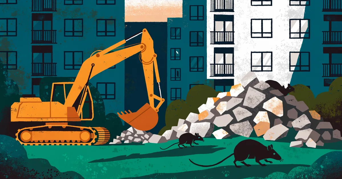 Baustelle neben alten Häusern in der Dämmerung, mehrere Ratten zwischen Bauschutt